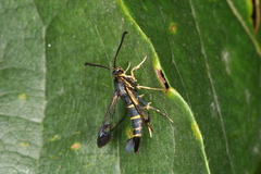 Synanthedon spuleri