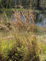 Andropogon glomeratus