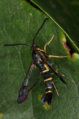Synanthedon spuleri