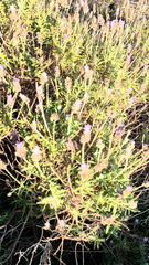 Lavandula dentata