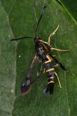 Synanthedon spuleri