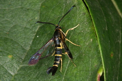 Synanthedon spuleri