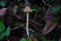 Entoloma omiense
