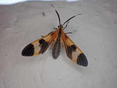 Dycladia correbioides