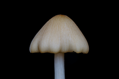 Entoloma omiense