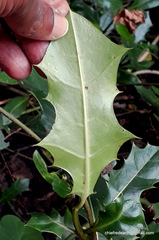 Acanthus ilicifolius