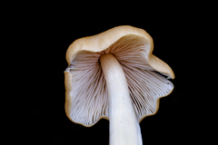 Entoloma omiense