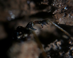 Metagyndes pulchella