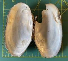 Utterbackiana implicata