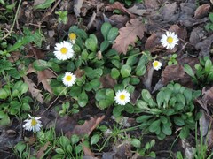 Bellis sylvestris