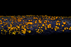 Dicephalospora rufocornea