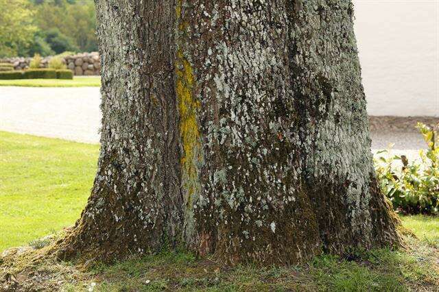 Oshxona stol ustida jinsiy aloqa video