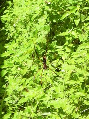 Trichonephila inaurata