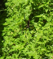 Trichonephila inaurata
