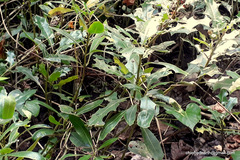 Acanthus ilicifolius