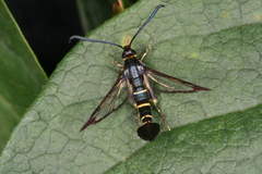 Synanthedon spuleri