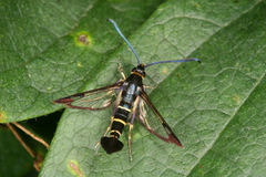 Synanthedon spuleri