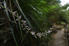 Liriope graminifolia