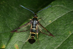 Synanthedon spuleri