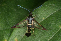 Synanthedon spuleri
