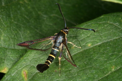 Synanthedon spuleri