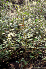 Acanthus ilicifolius