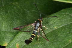 Synanthedon spuleri