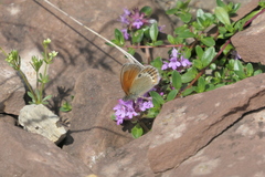 Coenonympha gardetta