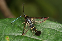 Synanthedon spuleri