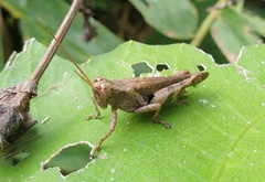 Xenocatantops humilis
