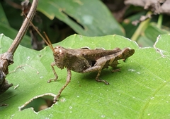Xenocatantops humilis