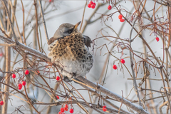 Turdus pilaris