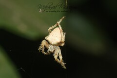 Araneus pallidus