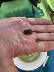 Trinectes maculatus