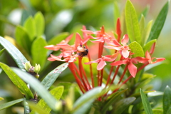 Apoidea