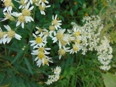 Doellingeria umbellata