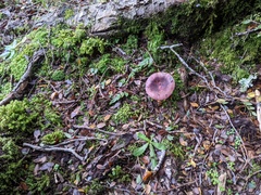 Russula nothofaginea