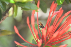 Apoidea