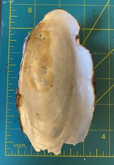 Utterbackiana implicata