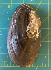 Utterbackiana implicata