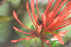 Apoidea