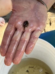 Trinectes maculatus