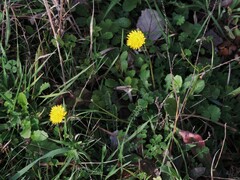 Reichardia picroides