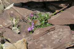 Coenonympha gardetta