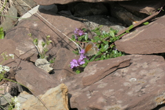 Coenonympha gardetta