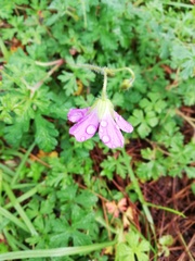Geranium goldmanii