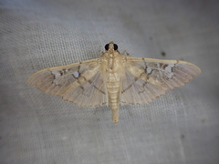 Microthyris anormalis