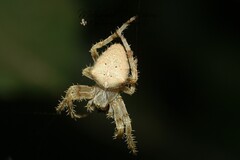 Araneus pallidus