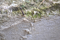 Odontomachus ruginodis