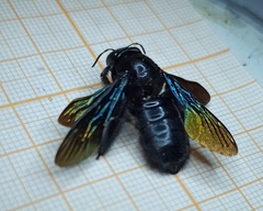Xylocopa tranquebarorum